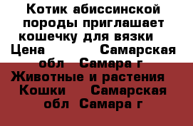 Котик абиссинской породы приглашает кошечку для вязки. › Цена ­ 5 000 - Самарская обл., Самара г. Животные и растения » Кошки   . Самарская обл.,Самара г.